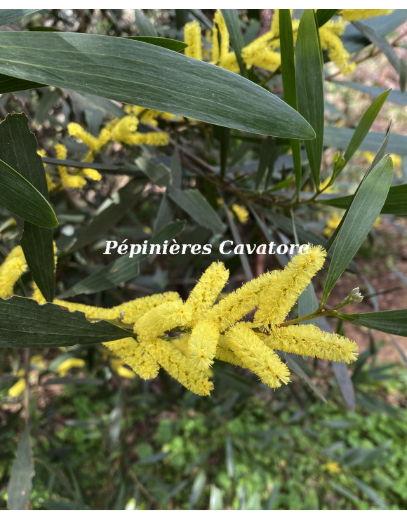 Acacia longifolia