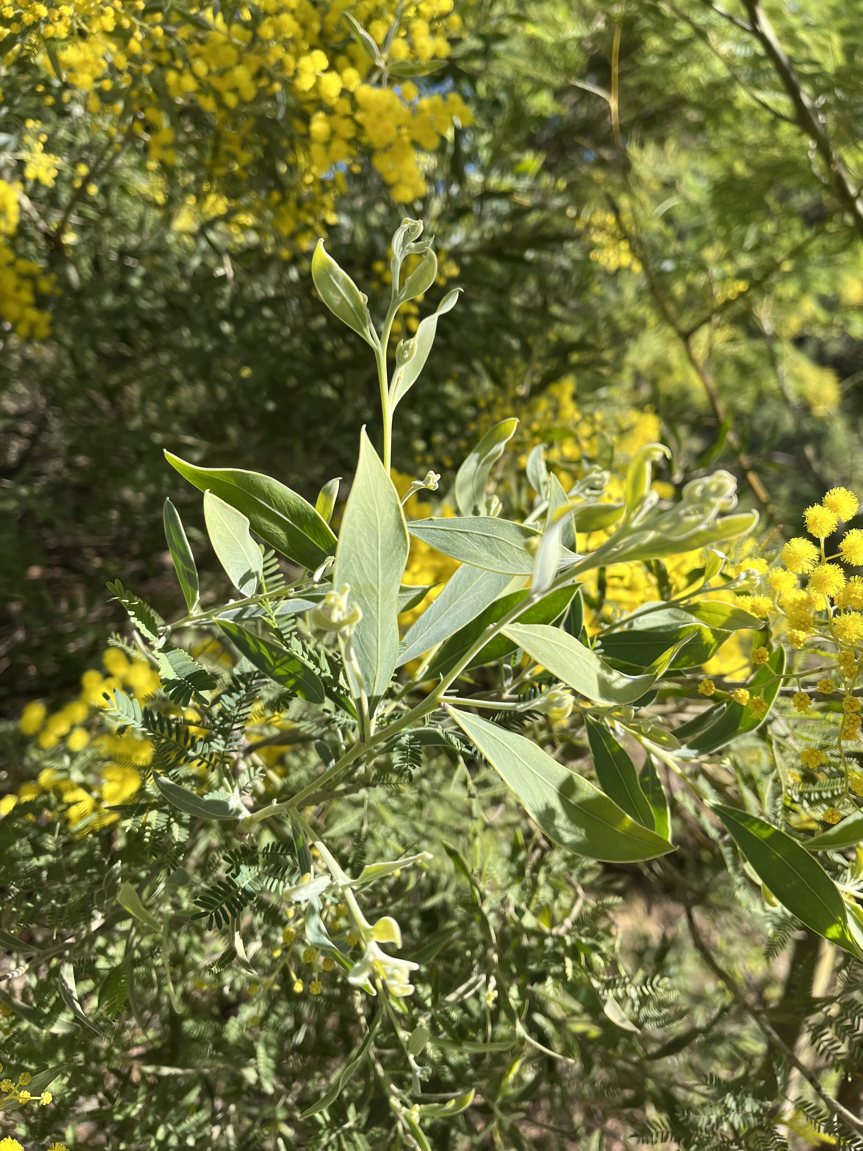 Acacia hanburyana