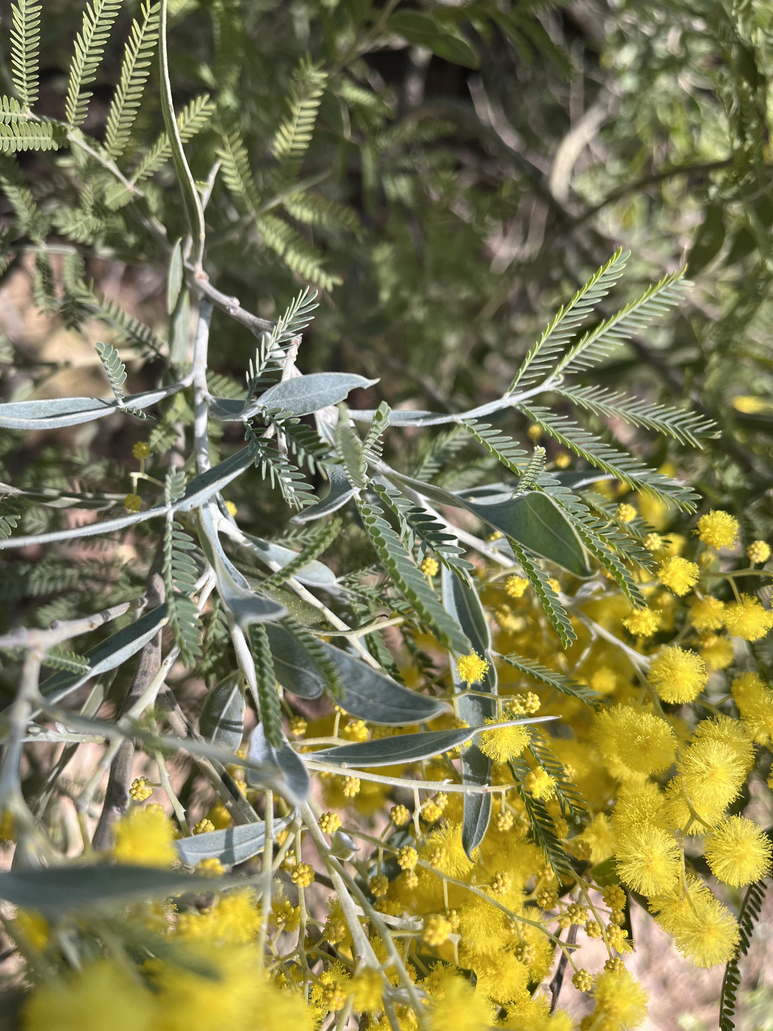 Acacia hanburyana