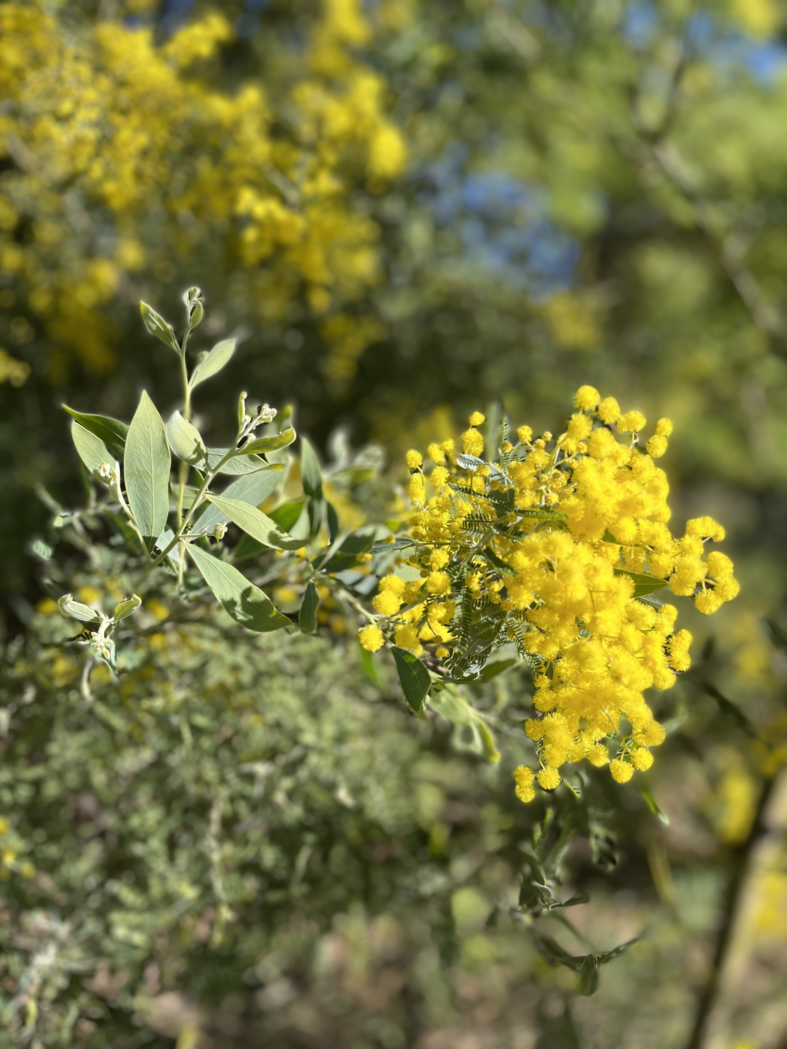 Acacia hanburyana