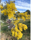 Acacia baileyana var. purpurea