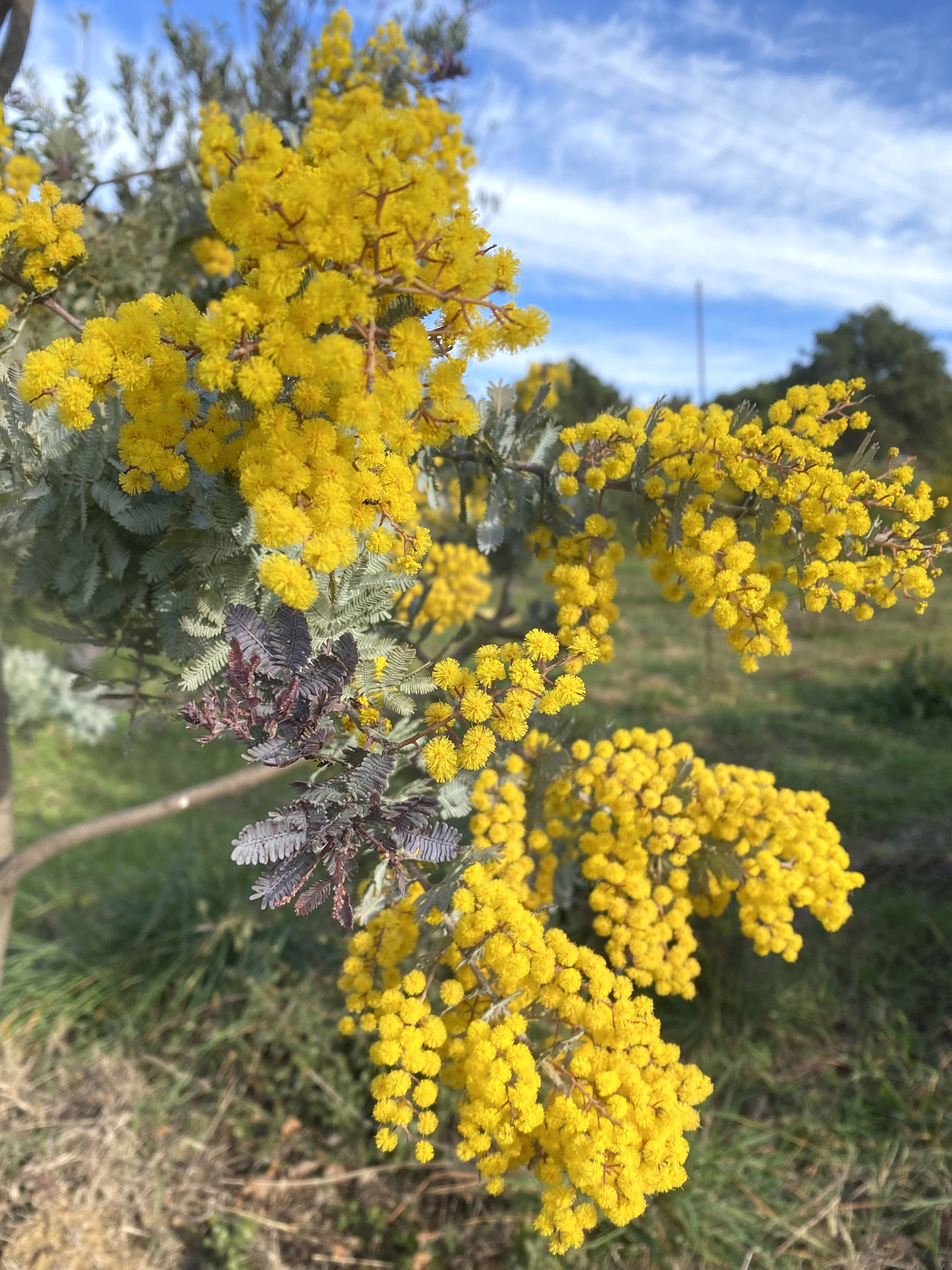 Acacia baileyana var. purpurea