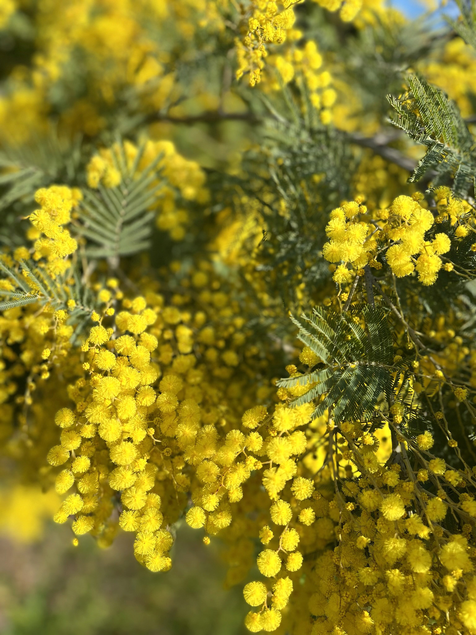 Acacia decurrens 'Latifolia'