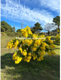 Acacia decurrens 'Latifolia'