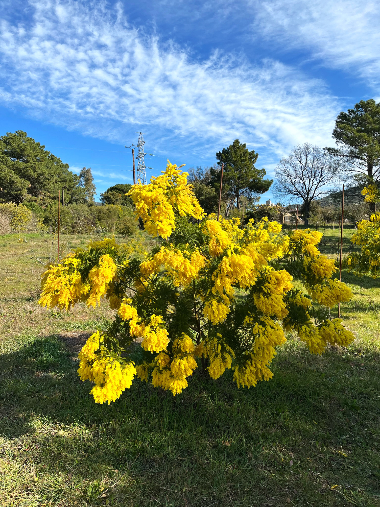 Acacia decurrens 'Latifolia'