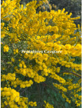 Acacia enterocarpa