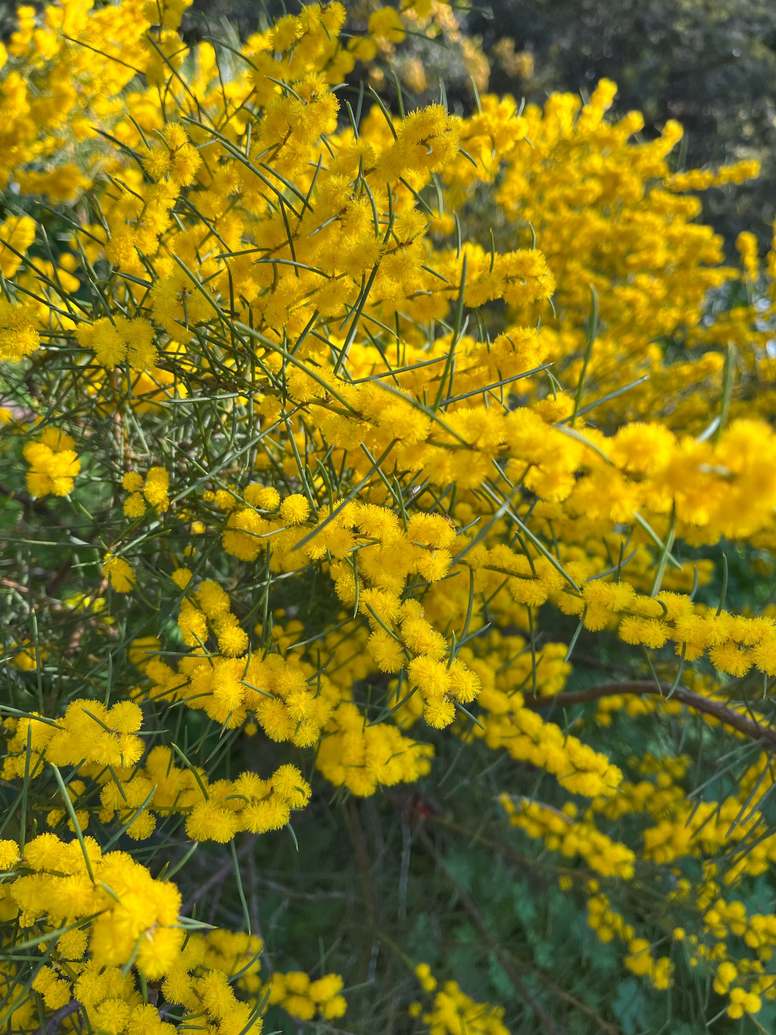 Acacia enterocarpa