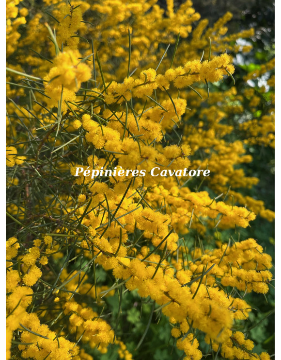 Acacia enterocarpa