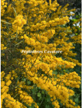 Acacia enterocarpa
