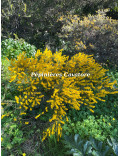 Acacia enterocarpa