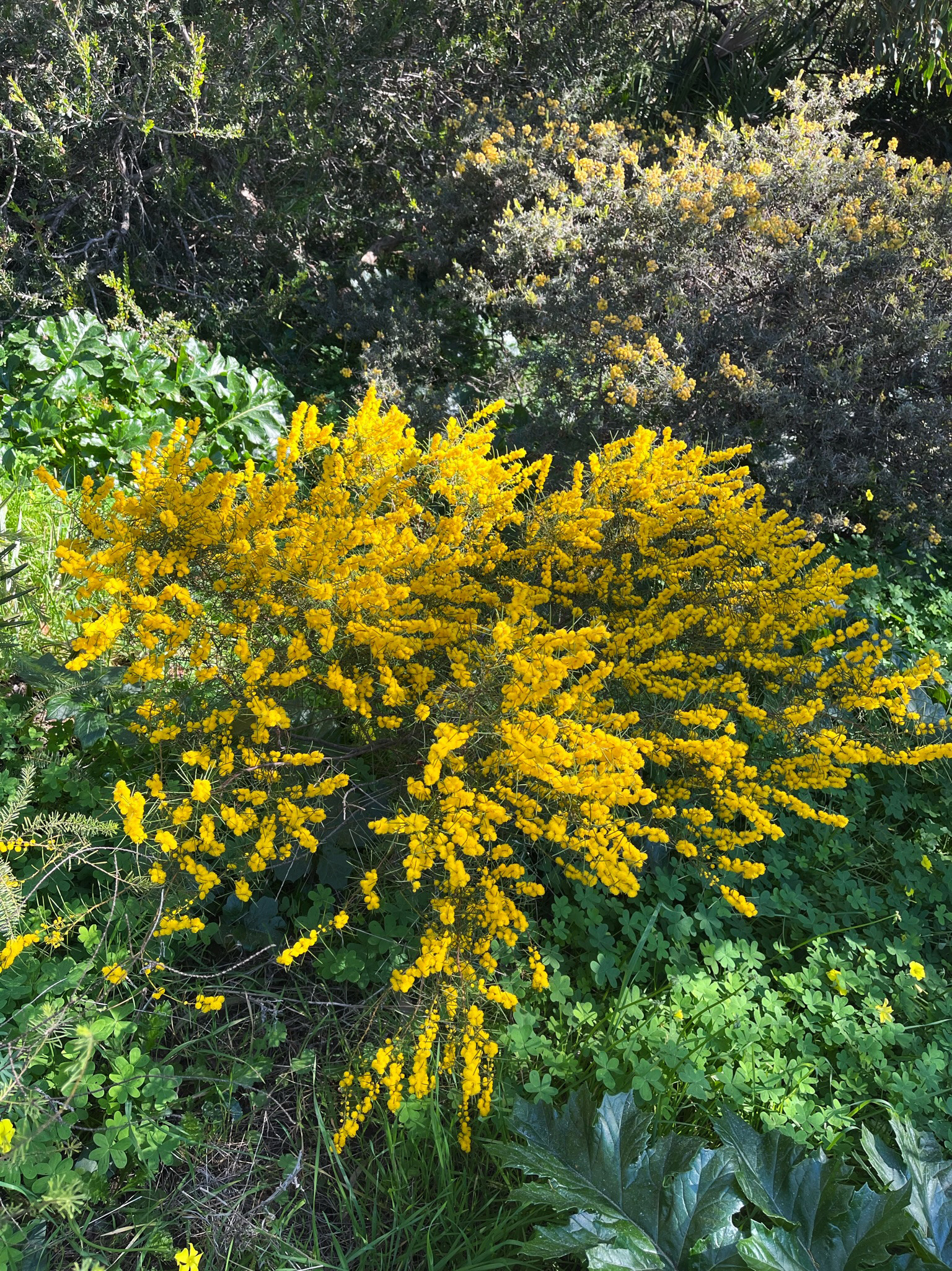 Acacia enterocarpa
