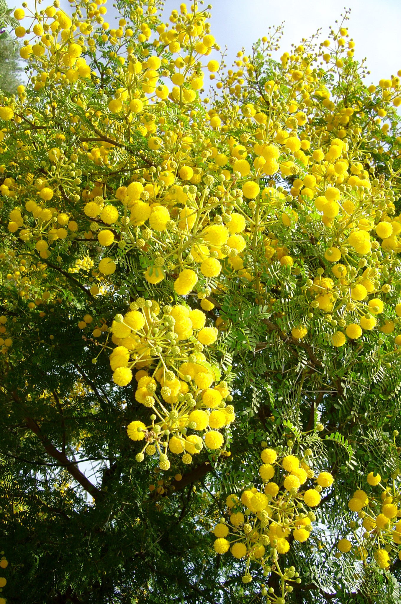 Acacia karroo