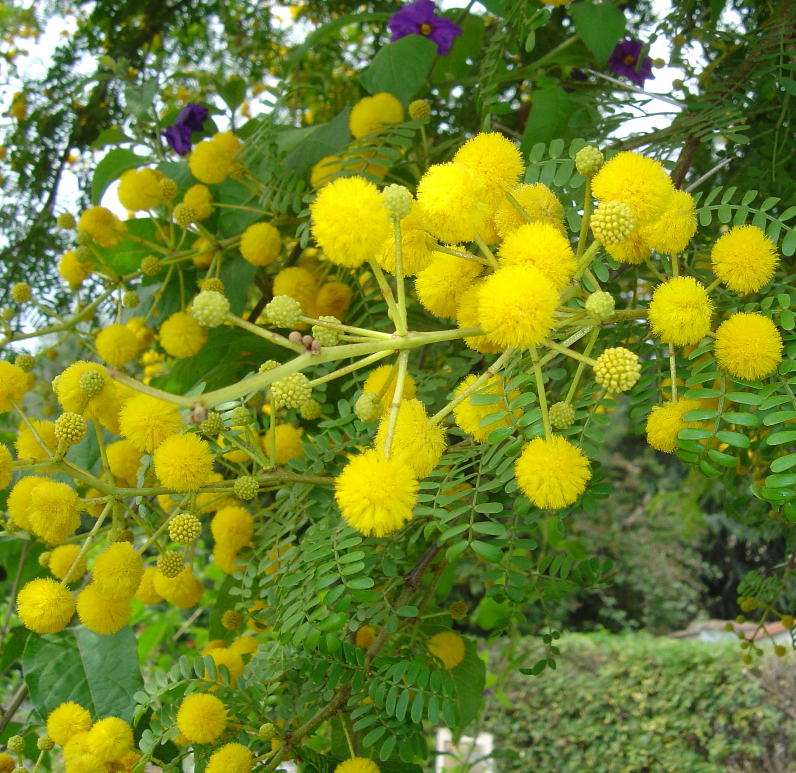 Acacia karroo