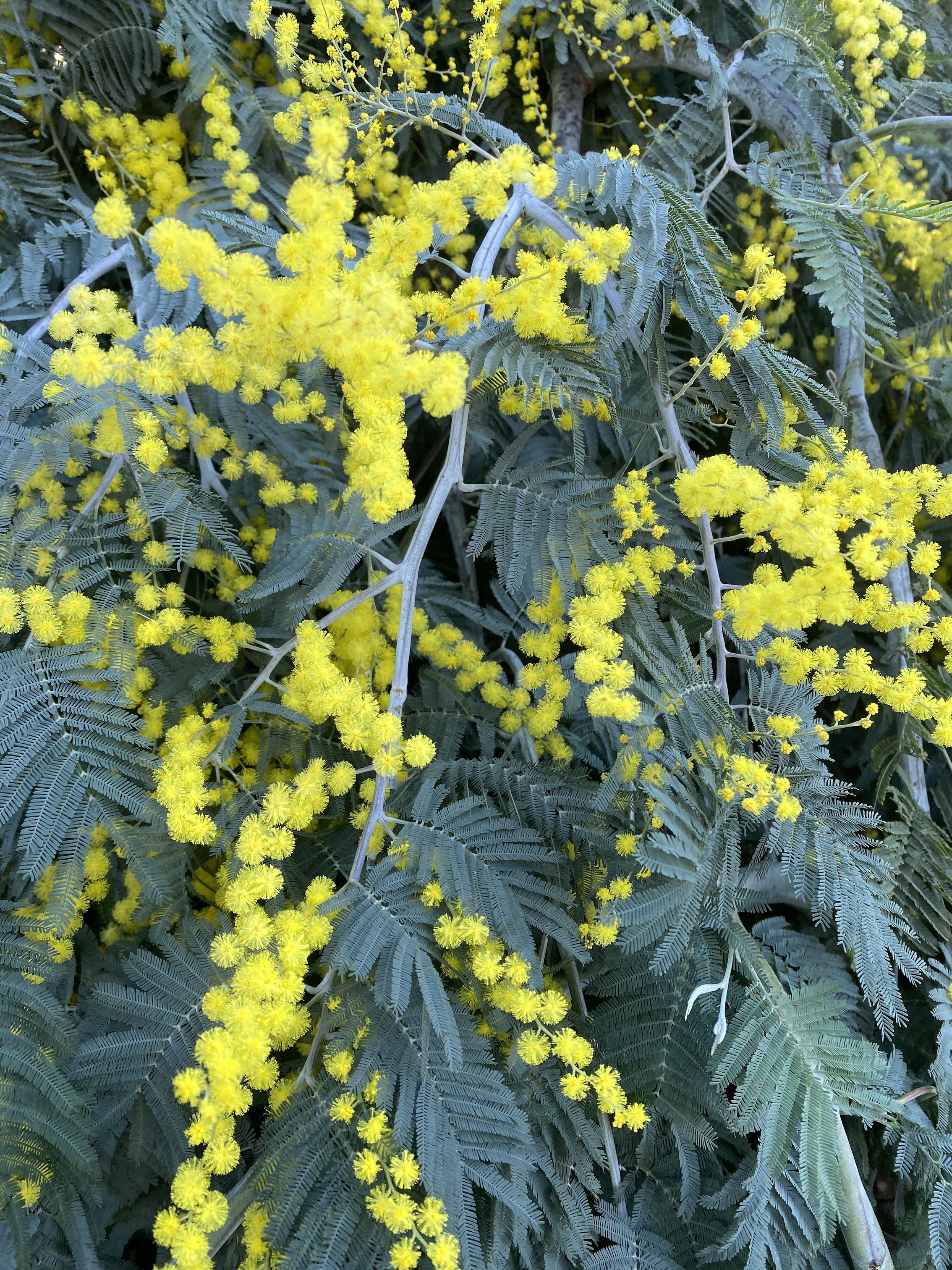 Acacia dealbata 'Pendula' 1/2 tige