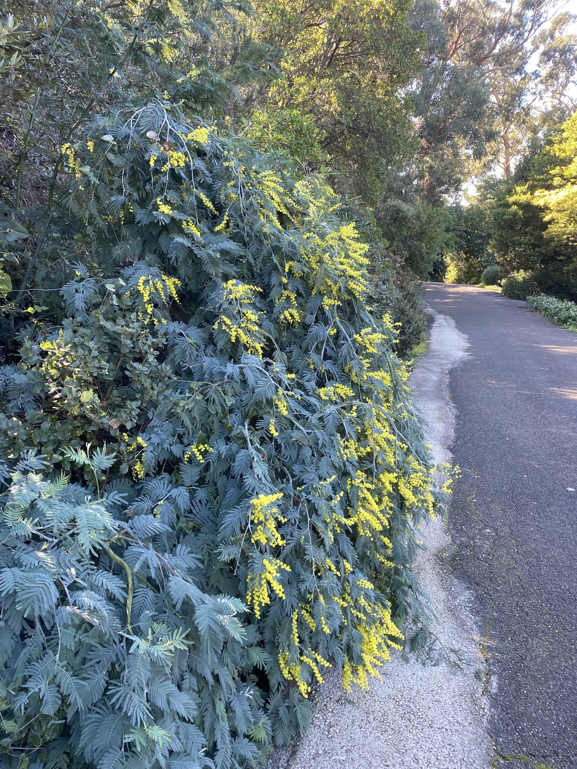 Acacia dealbata 'Pendula' couvre sol