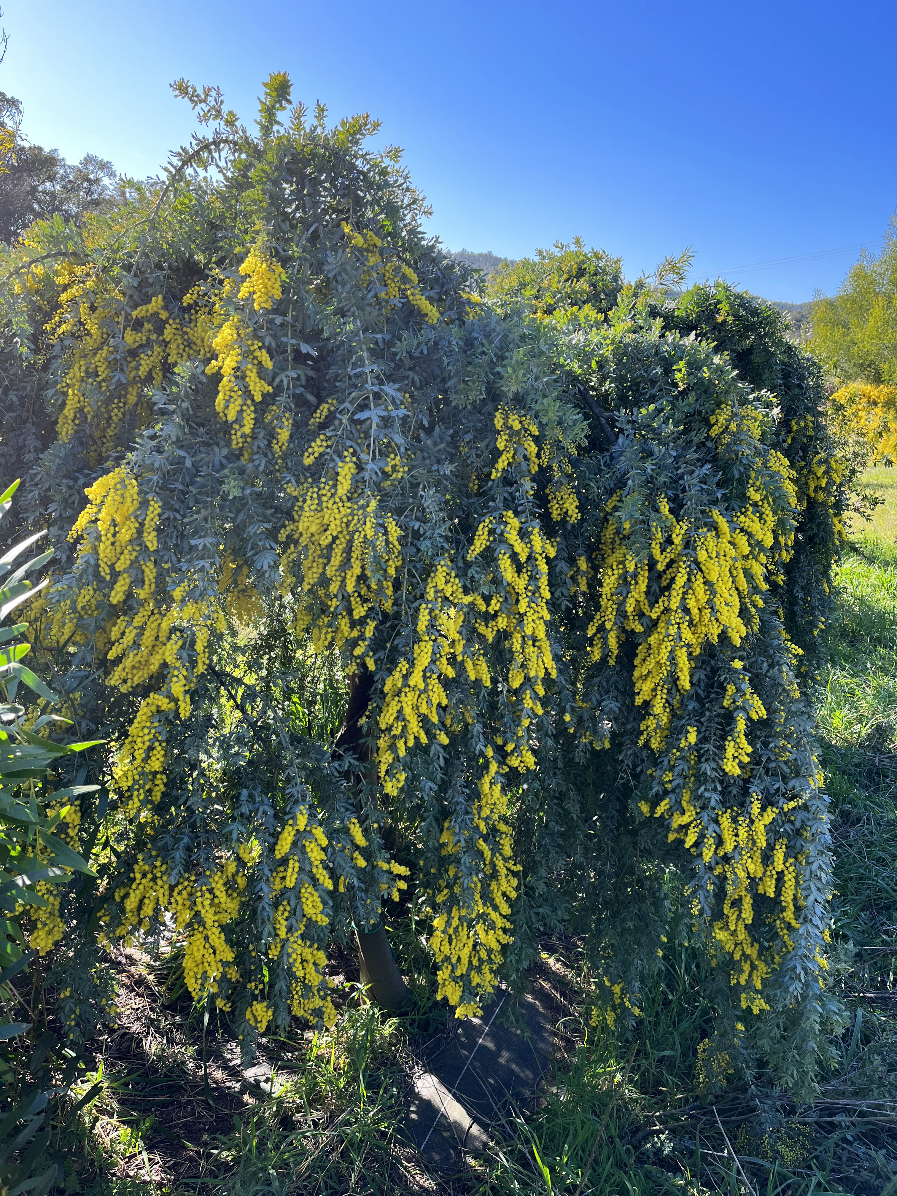 Acacia baileyana 'Prostrate' 1/2 tige