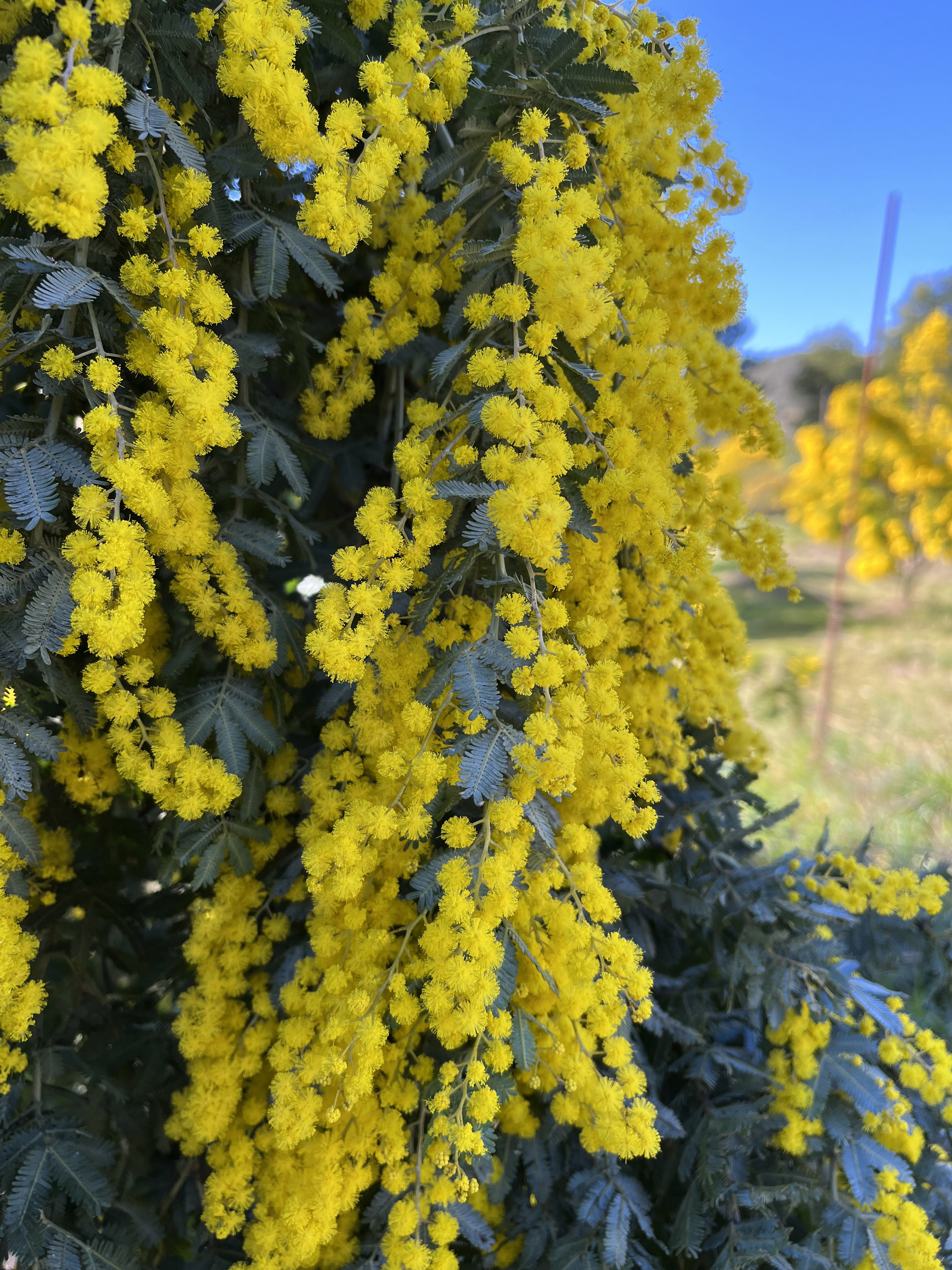 Acacia baileyana 'Prostrate' 1/2 tige