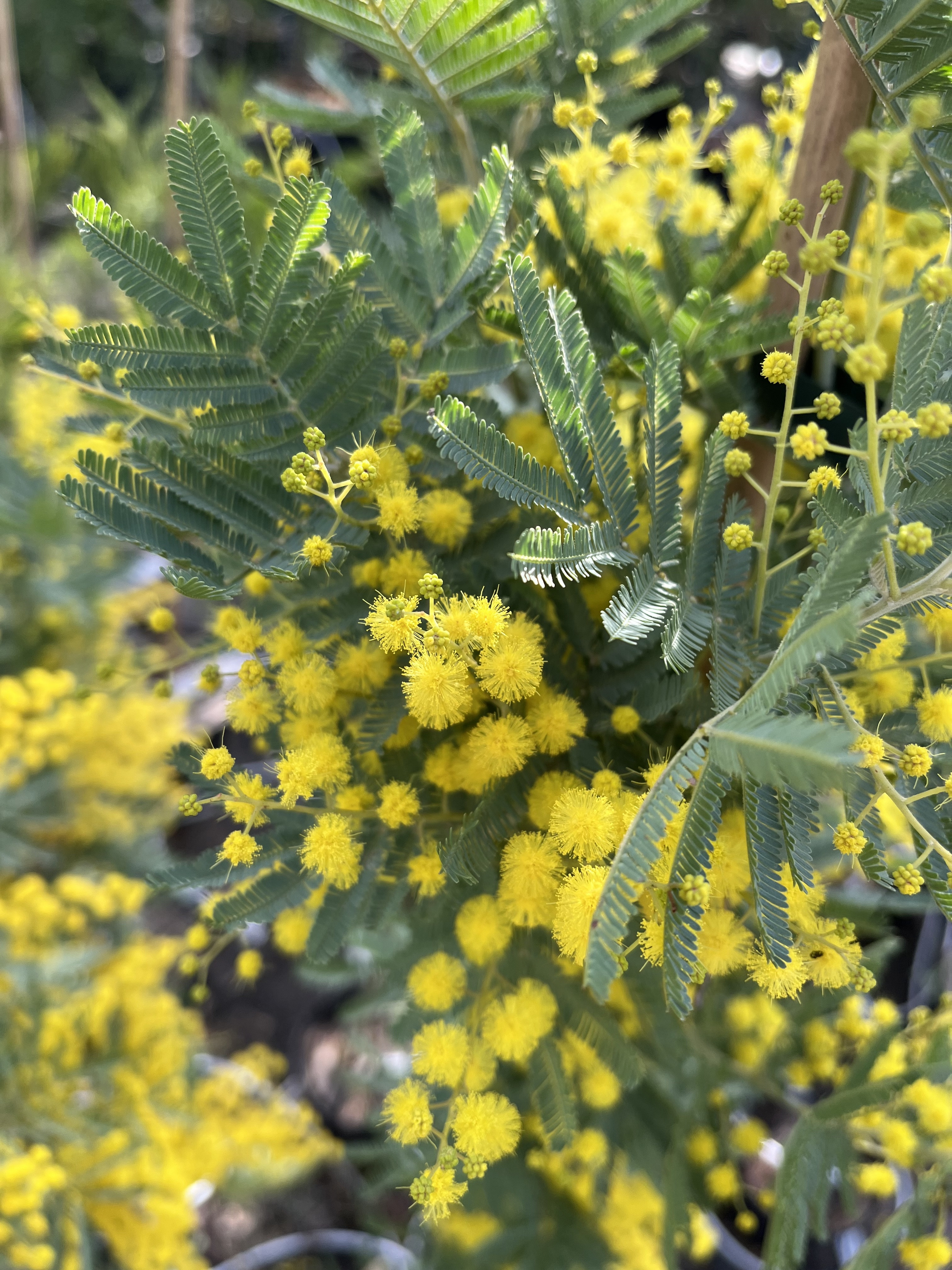 Acacia dealbata 'Rêve d'Or'