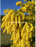 Acacia dealbata ‘Granet’