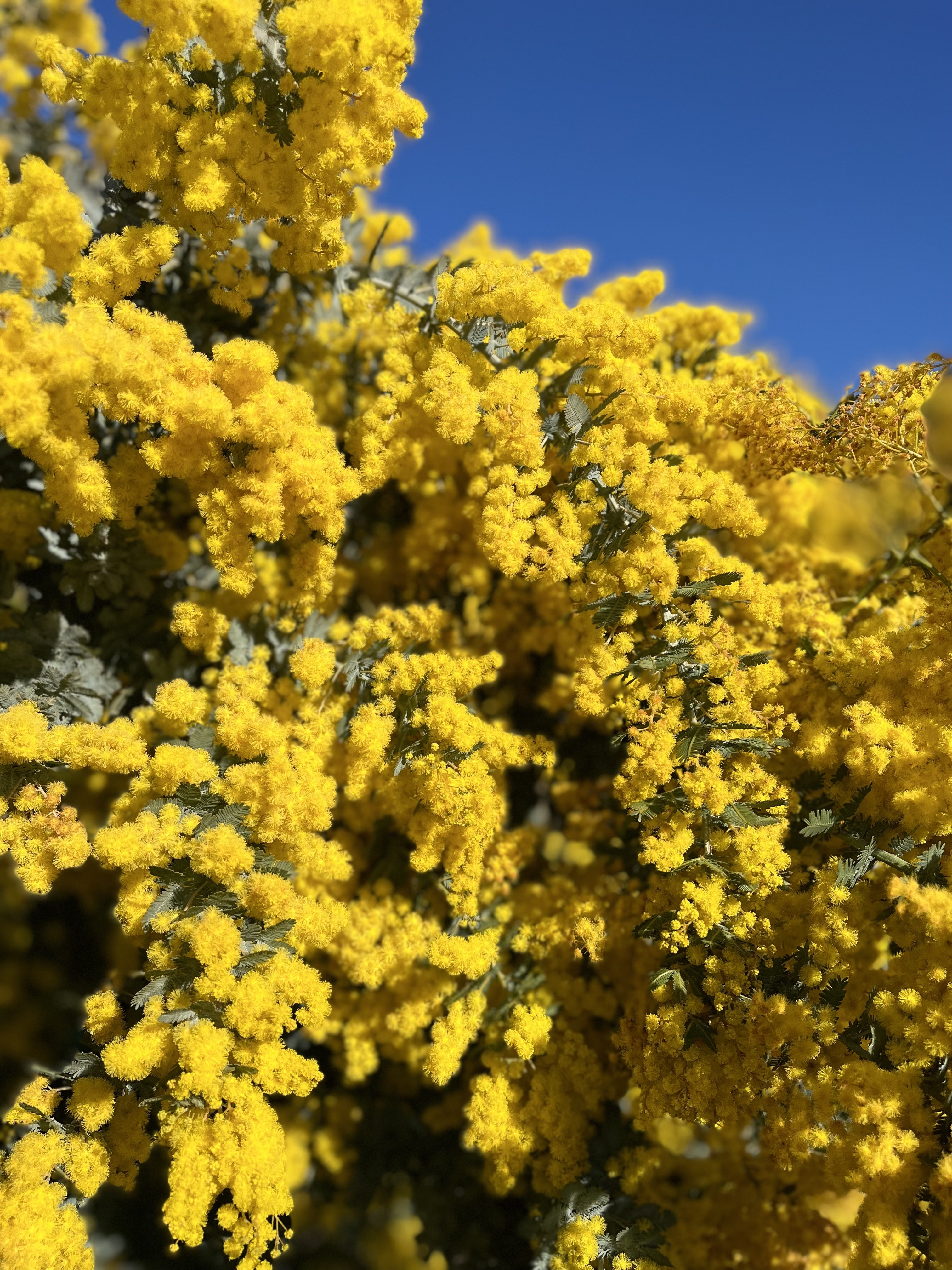 Acacia baileyana