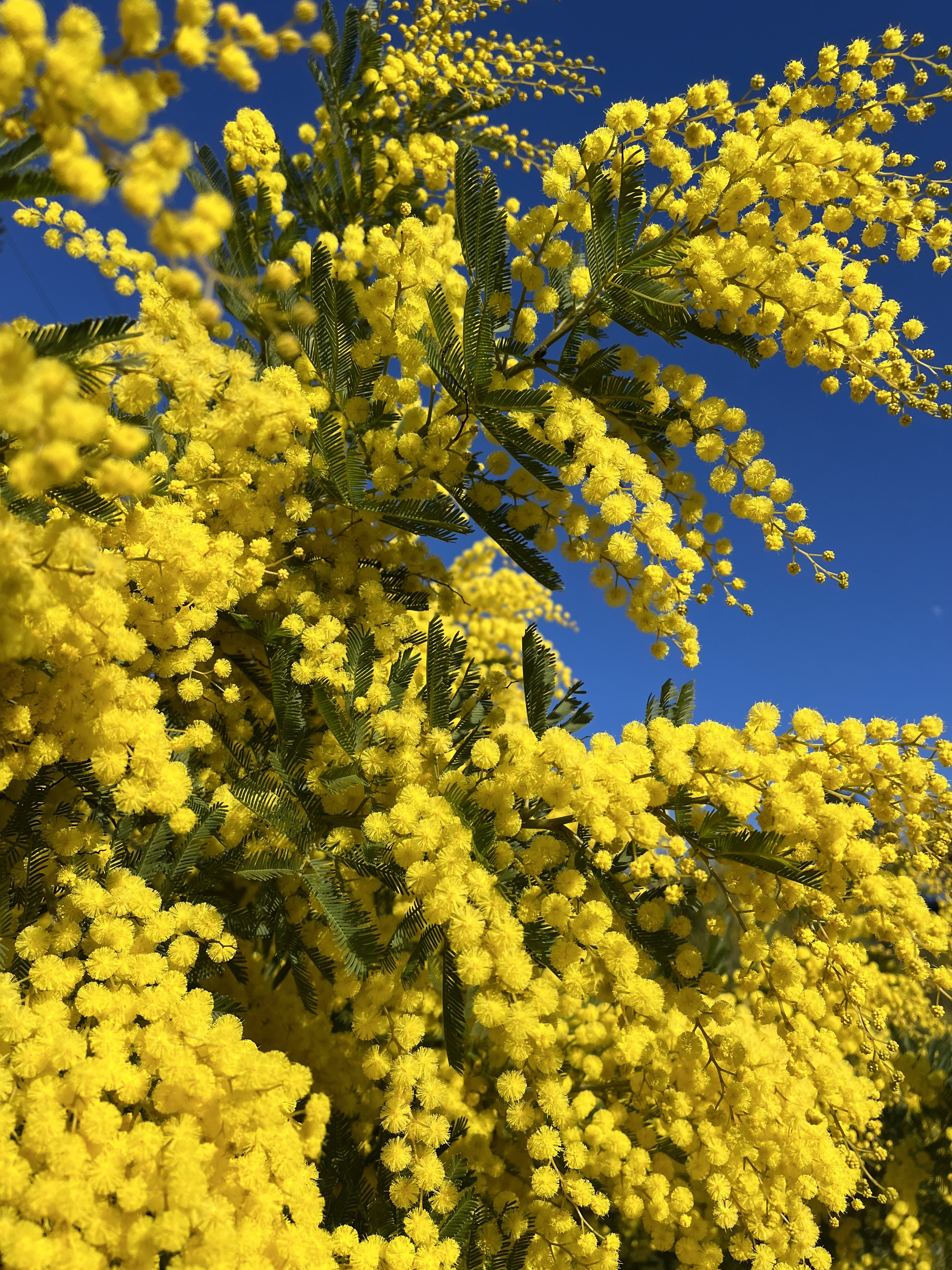 Acacia decurrens 'Bon Accueil'