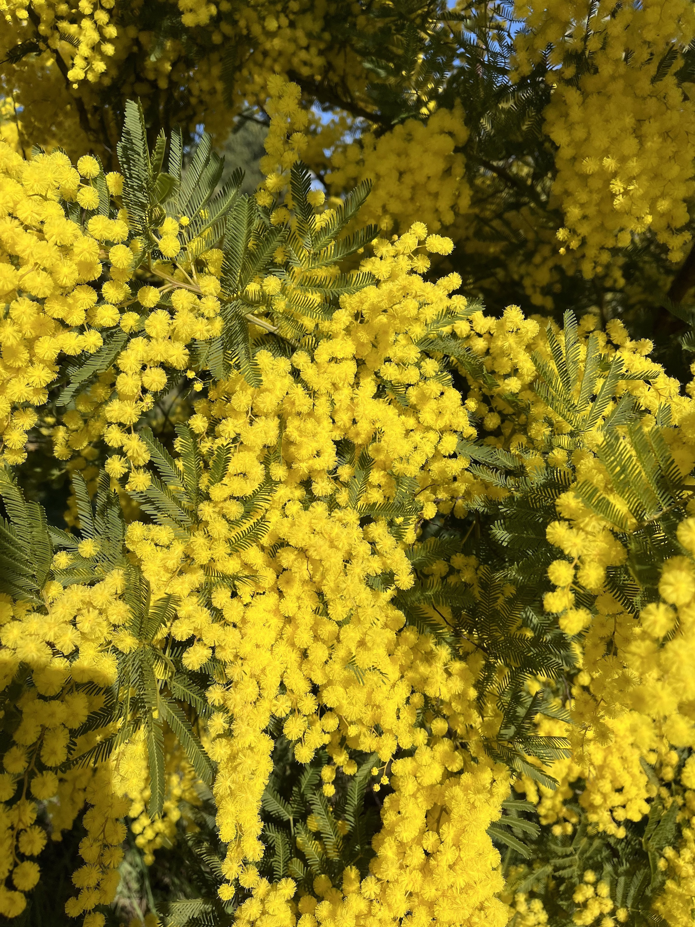 Acacia decurrens 'Bon Accueil'