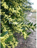 Acacia longifolia