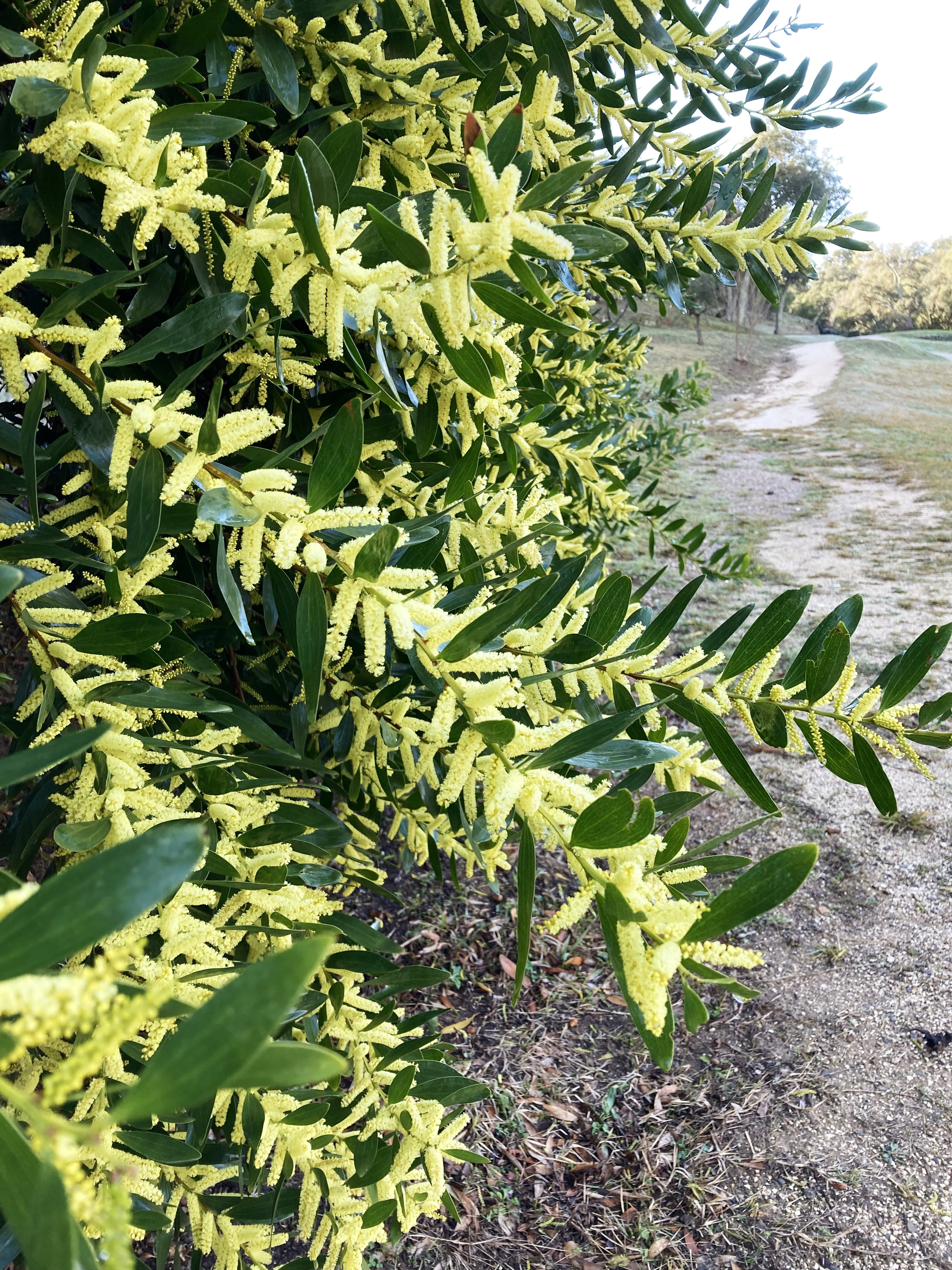 Acacia longifolia