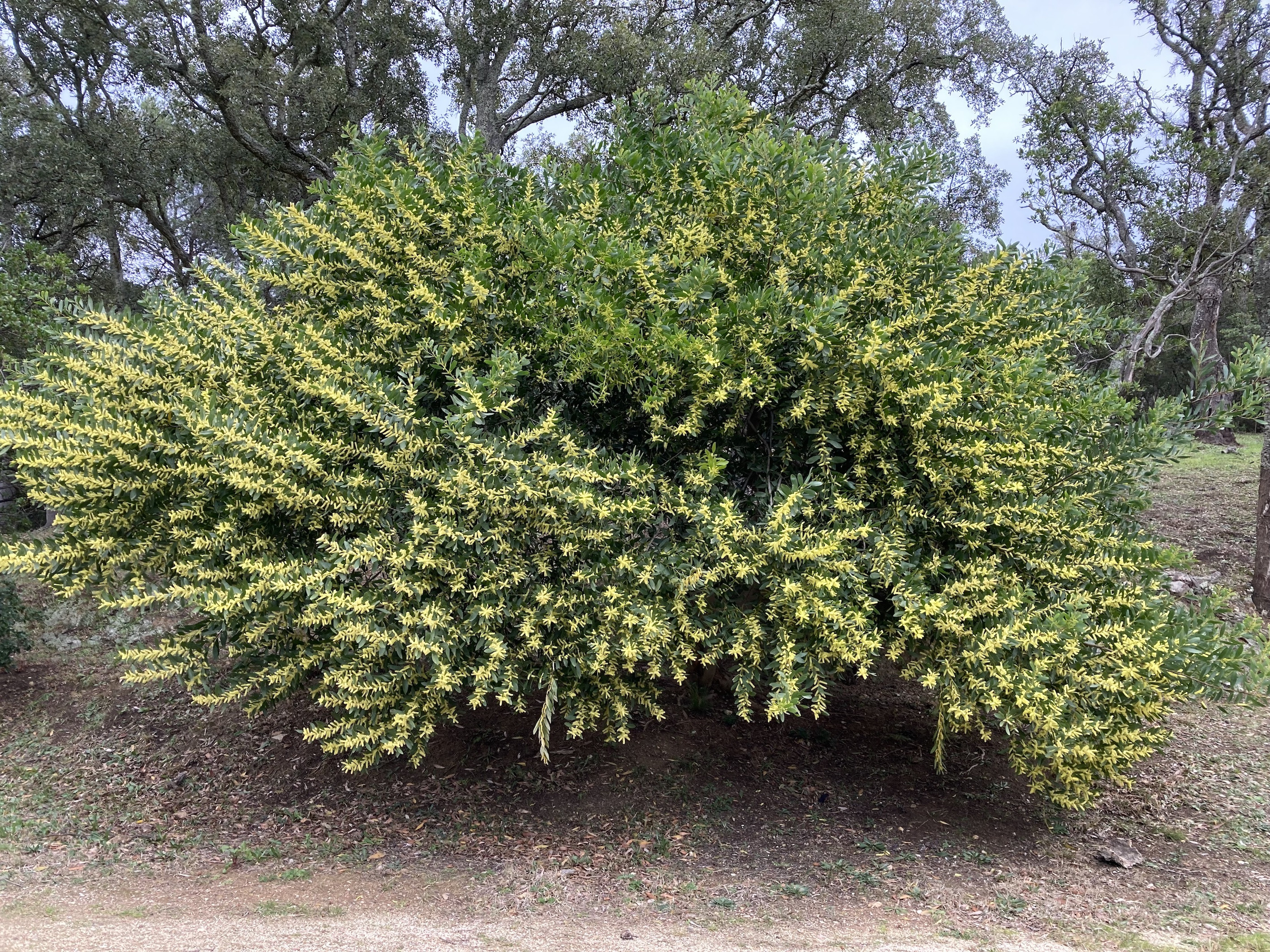 Acacia longifolia