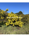 Acacia decurrens 'Bon Accueil'