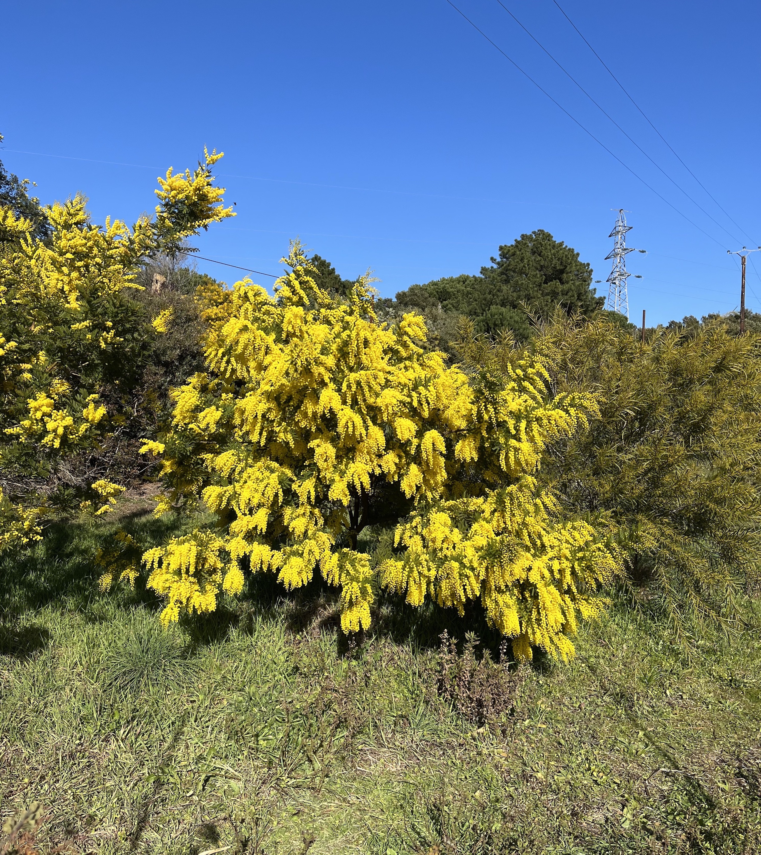 Acacia decurrens 'Bon Accueil'