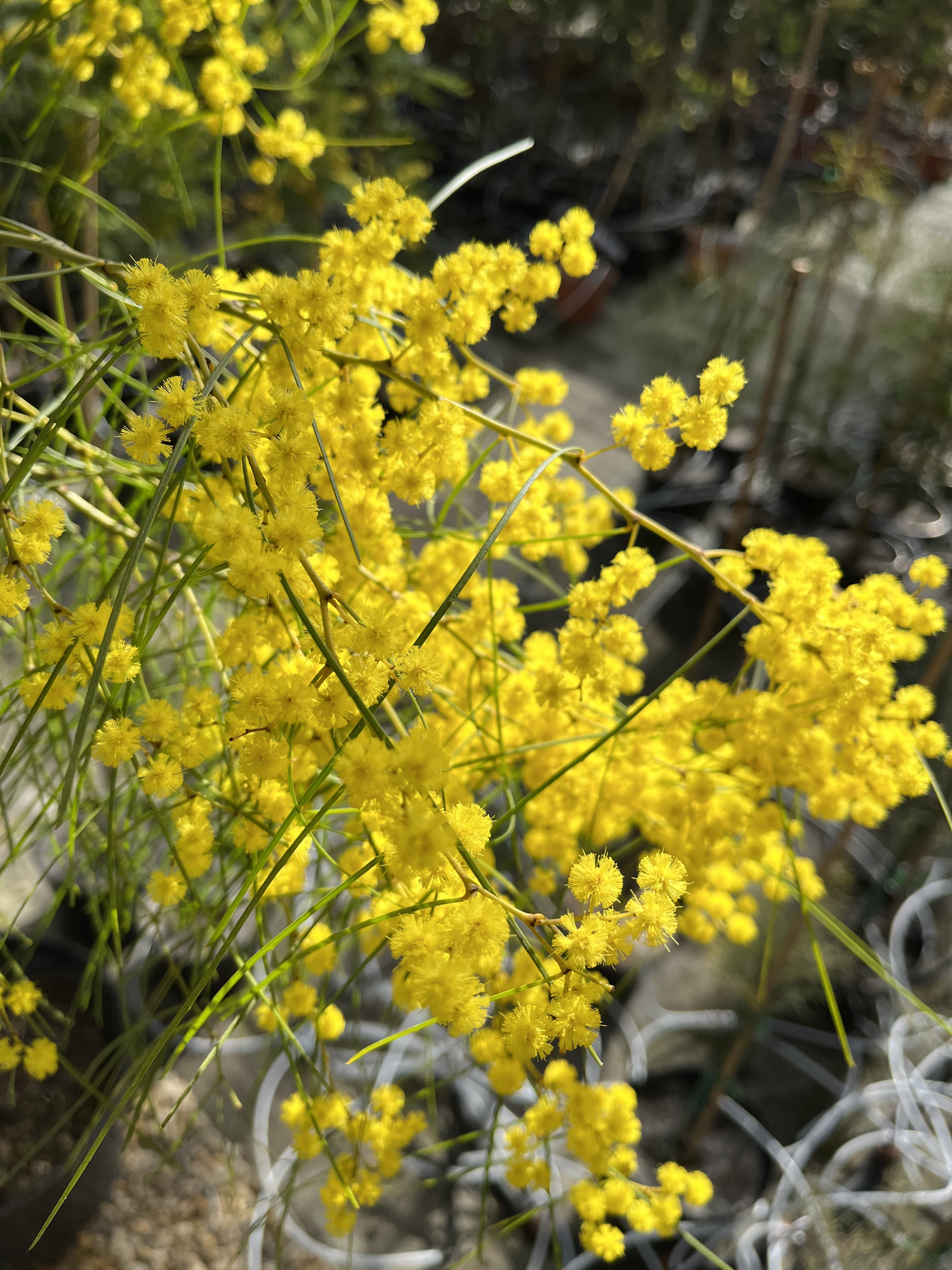 Acacia adunca