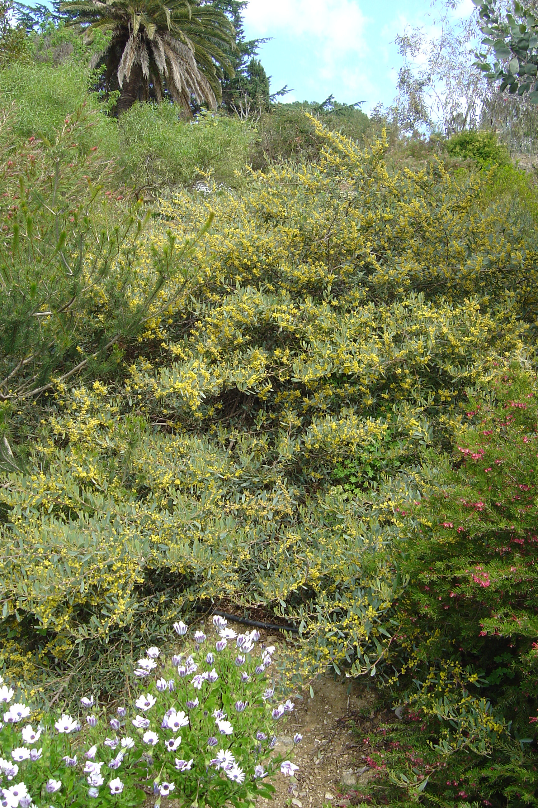 Acacia redolens