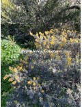 Acacia aspera