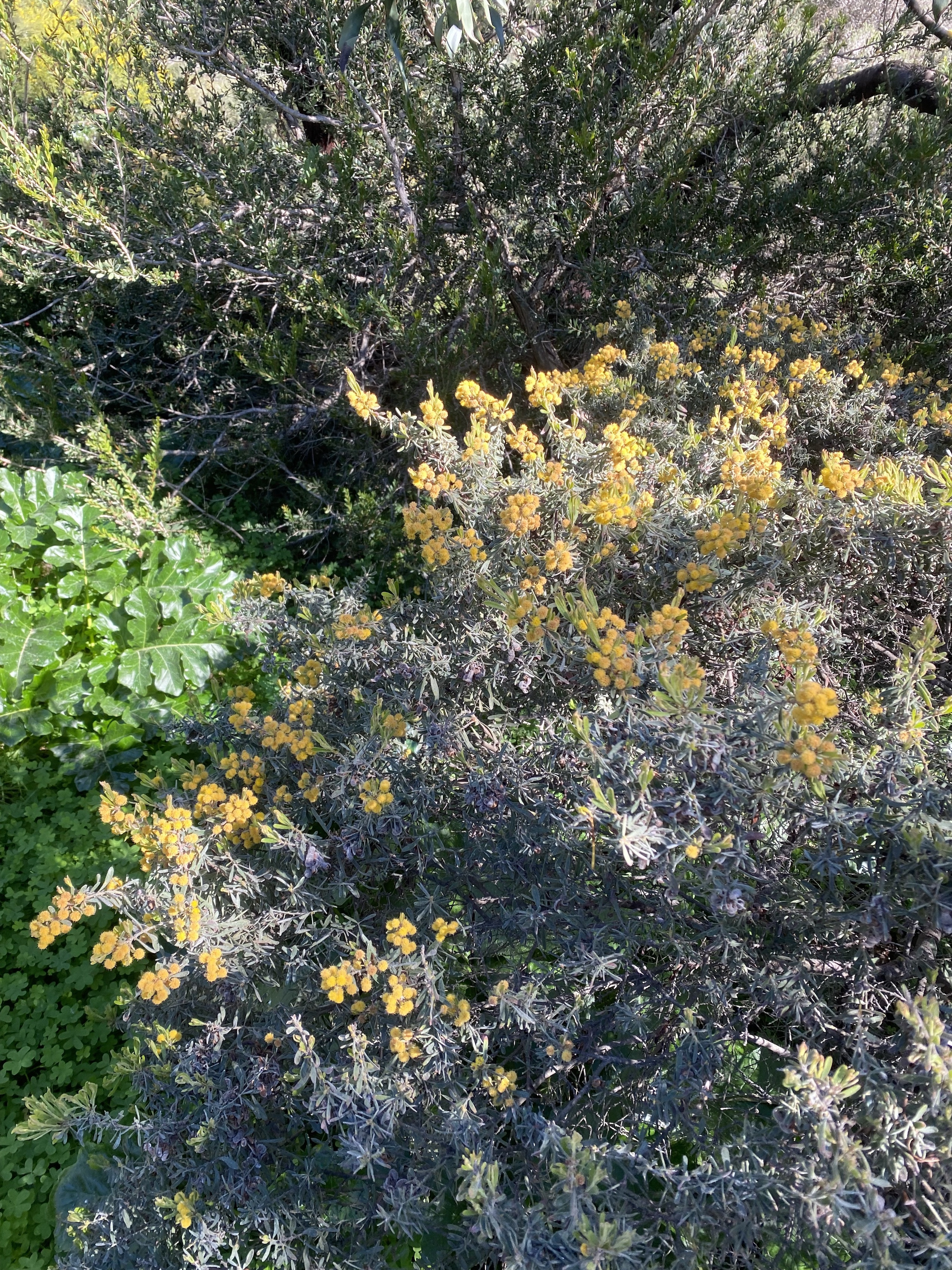Acacia aspera