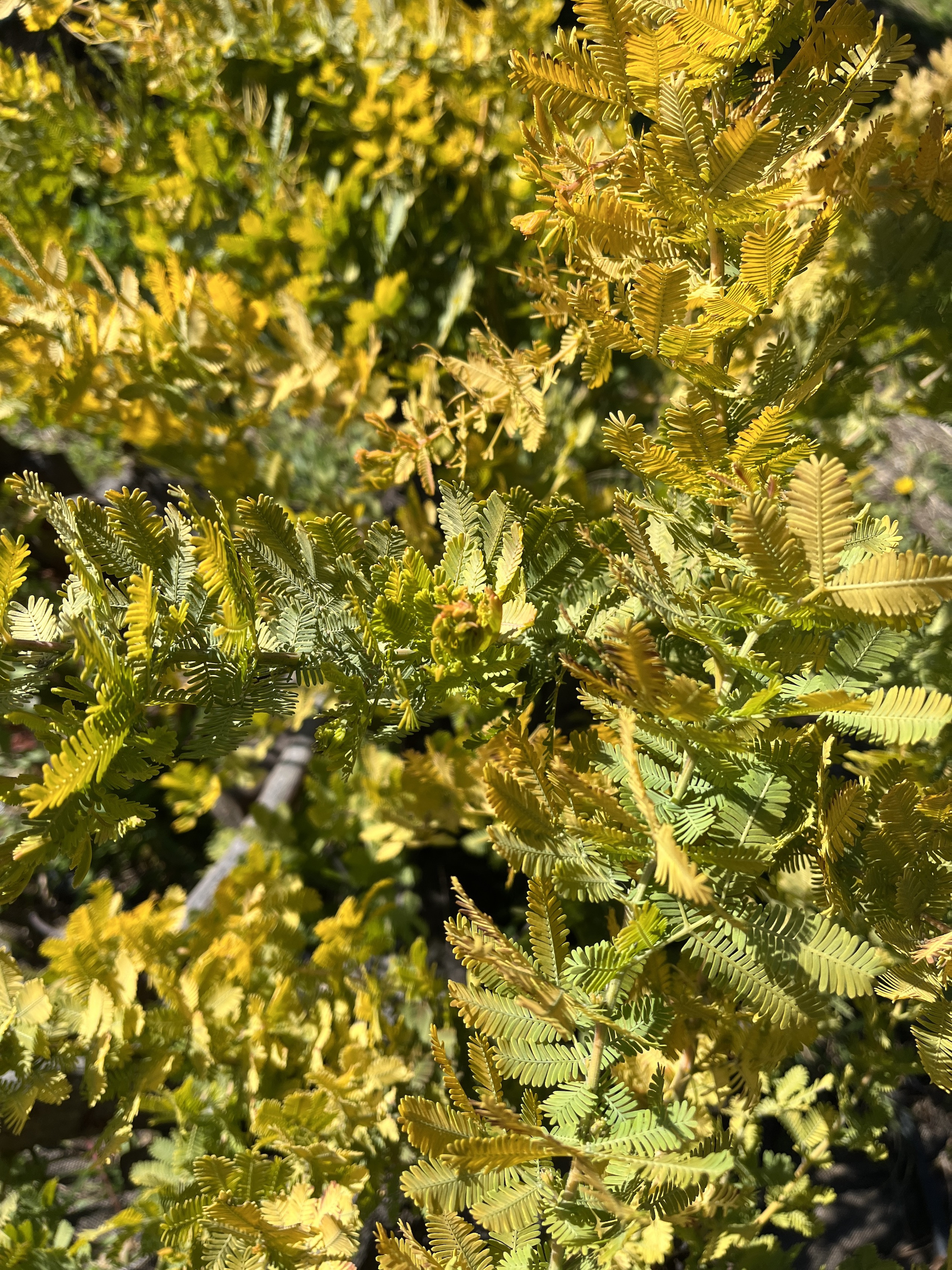 Acacia baileyana var. aurea