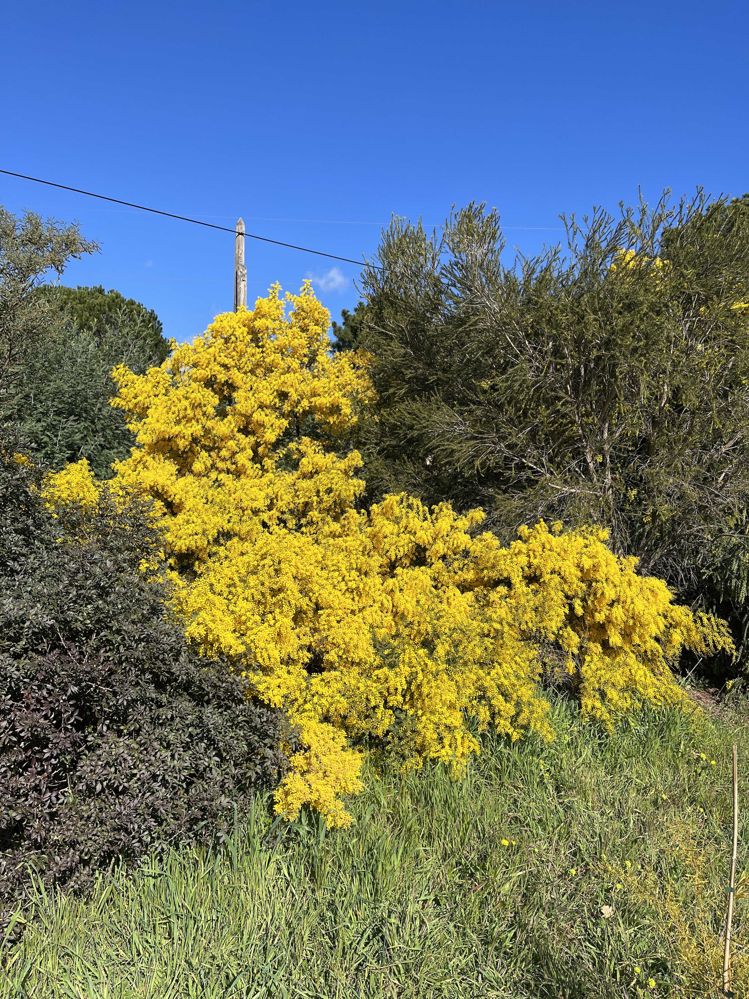 Acacia cardiophylla