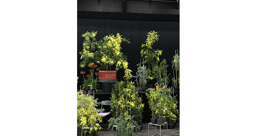 Salons et fêtes des plantes 2024-2025