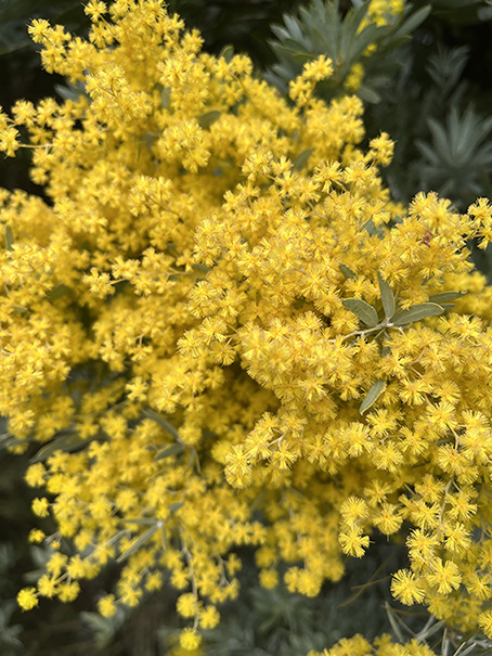 Comment choisir son mimosa ?