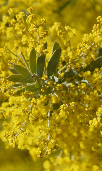 Mimosa ? Acacia ? Vachellia ? Senegalia ?